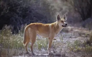 游核