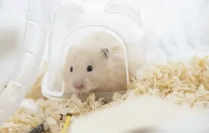 游核