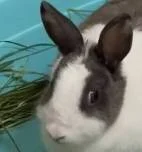 游核