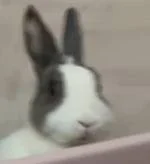 游核