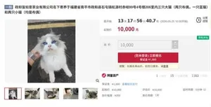 游核