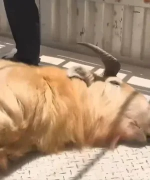 游核