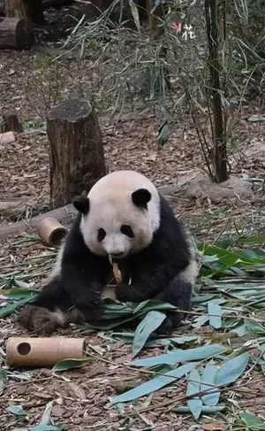 游核