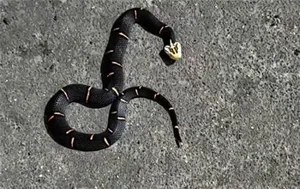 游核