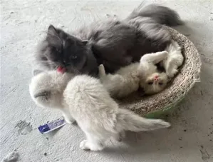 游核