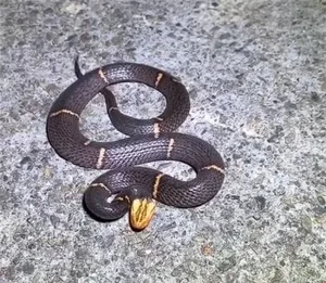 游核