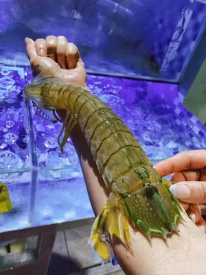 游核