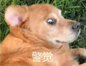 游核