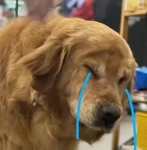 游核