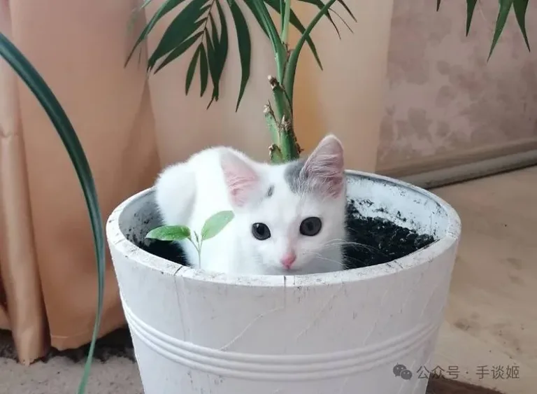游核