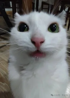 游核
