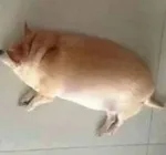 游核
