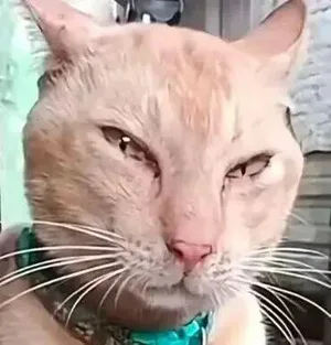 游核